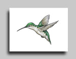 Hummingbird White - Canvas