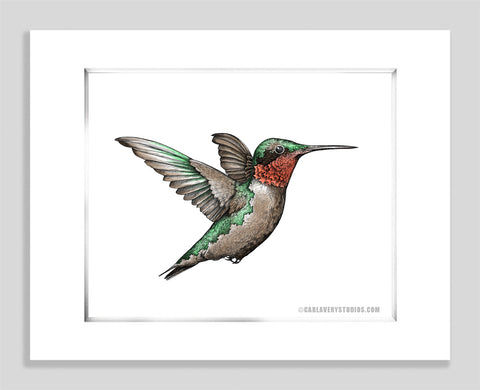 Ruby Throated White - Paper