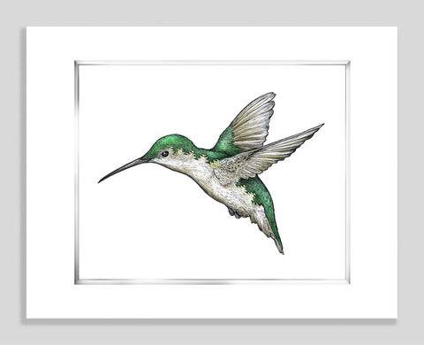 Hummingbird White - Paper