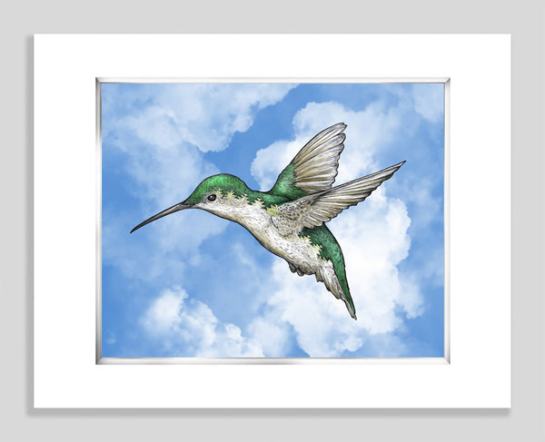 Hummingbird Blue - Paper – Carl Avery Studios
